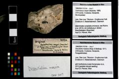 Foto (Objekt + Etikett) von Discutiolira moesica (Muţiu & Bădăluţă, 1971)  (NHMW-GEO-1990-0041-10154)